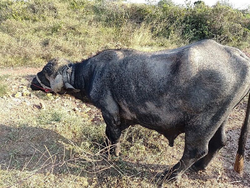 પાડો  વેચવાનુ...