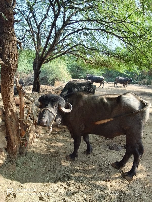 પાડો વેસવાનો