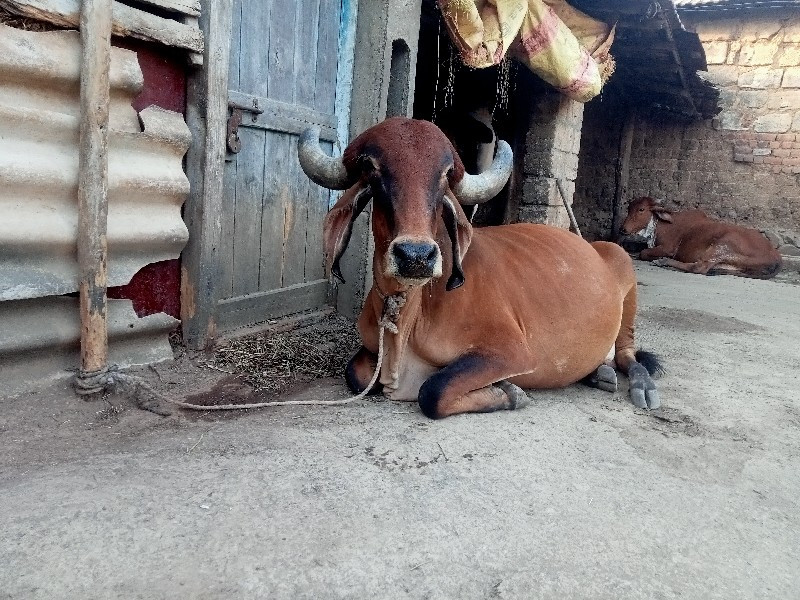 ગાય