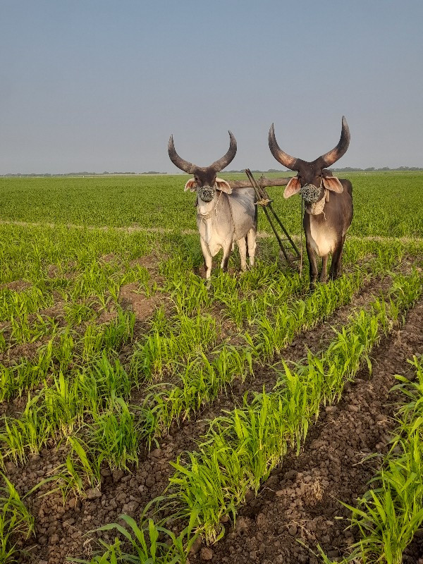 2 ઘરના