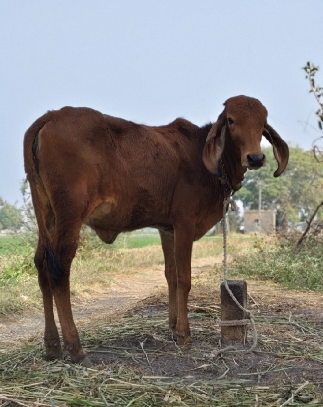 ગાય વેચવાની છે