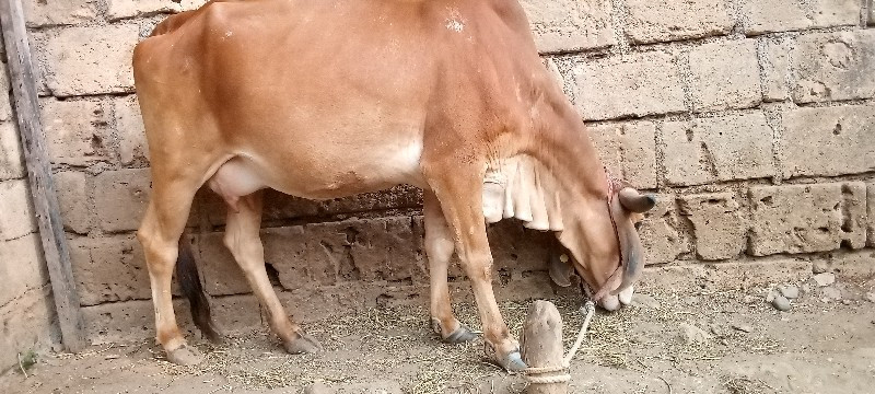 ગાય વેચવાની છે