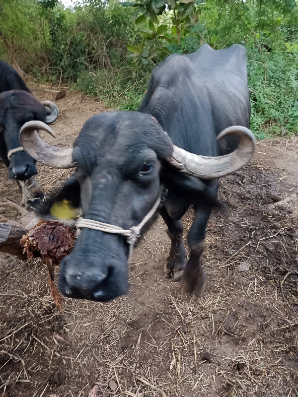 ચાર ચાર દુધ