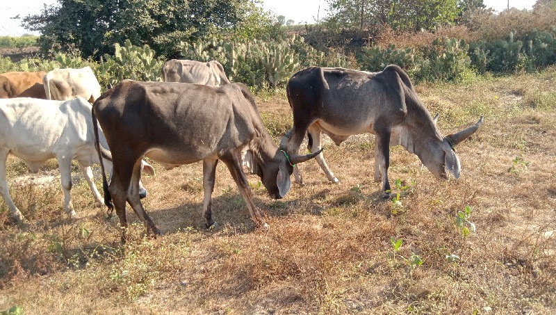 Jila Junagarh