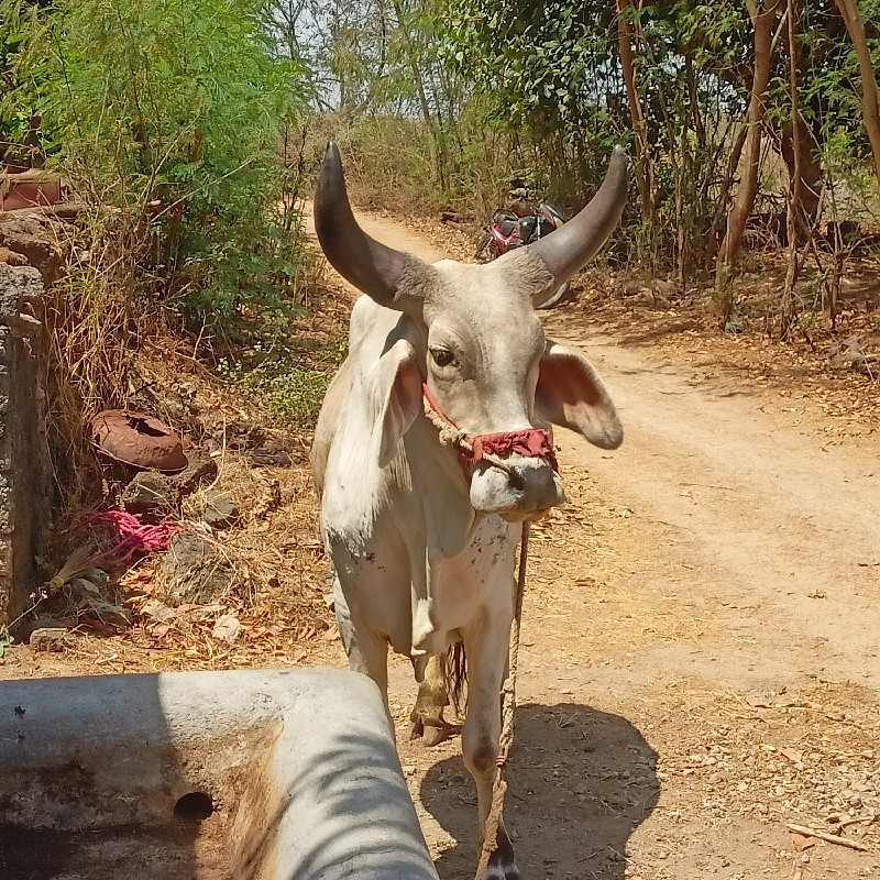 ગોઢલો વેચવા નો...