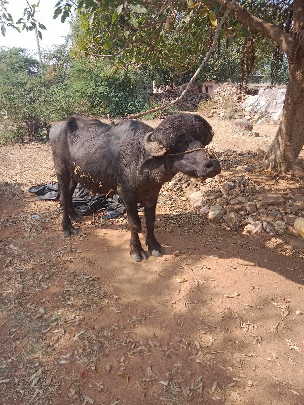 પાડો વેચવા નો છ...