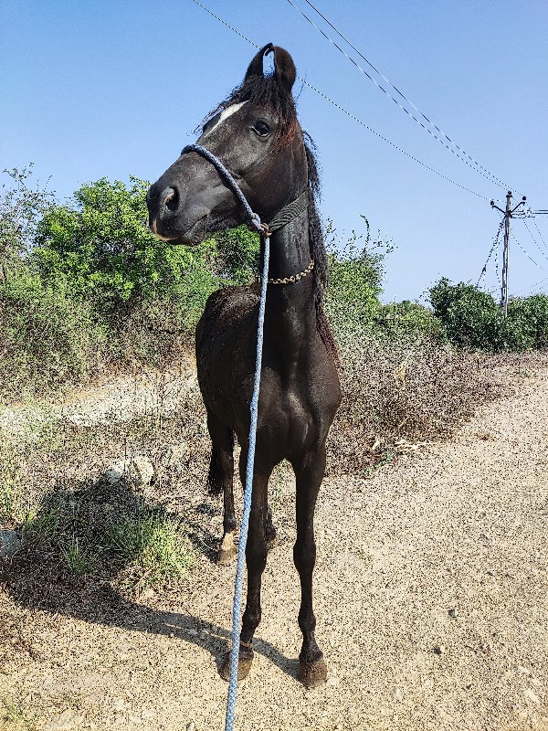 વસેરી વેસવાની છ...