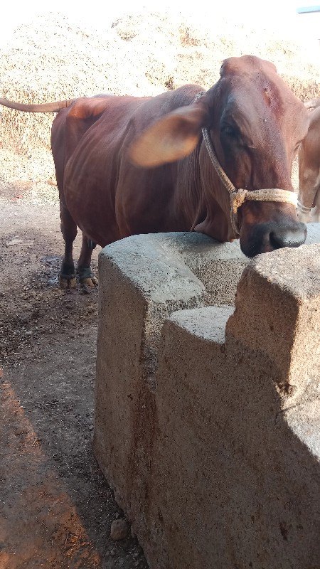 ગાય વેસવાની છે