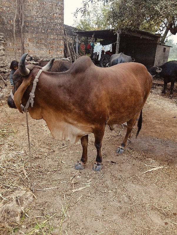 ગાય વેચવાની છે