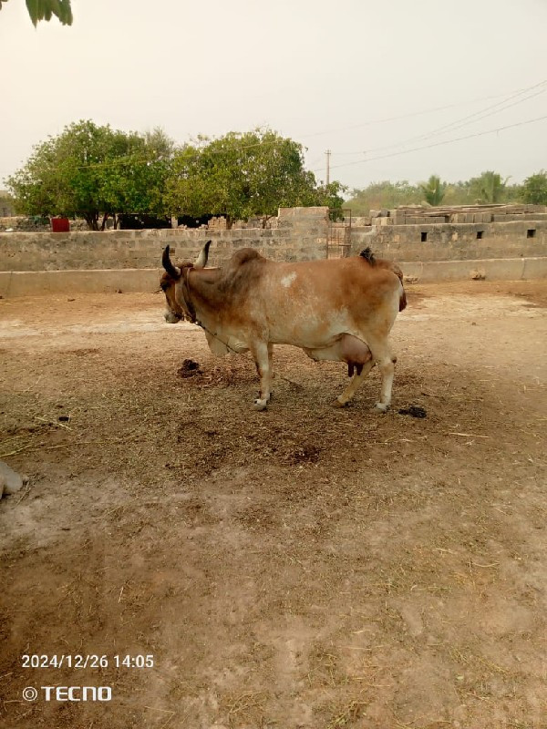 ગાય વેચવાની છે