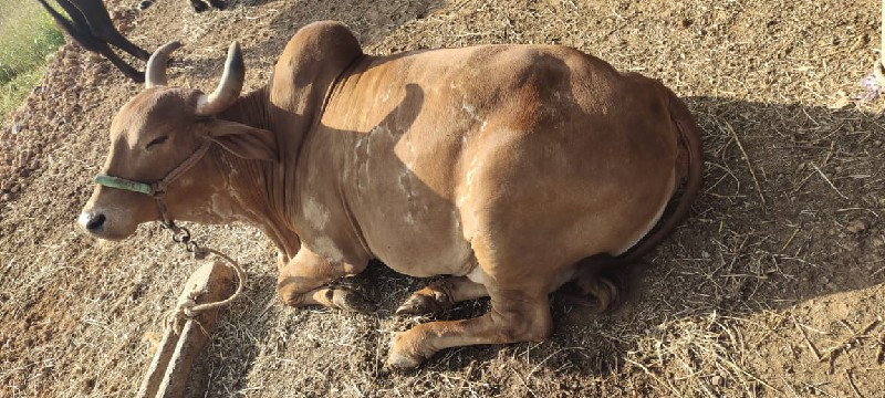 ગાય વેચવાની છે