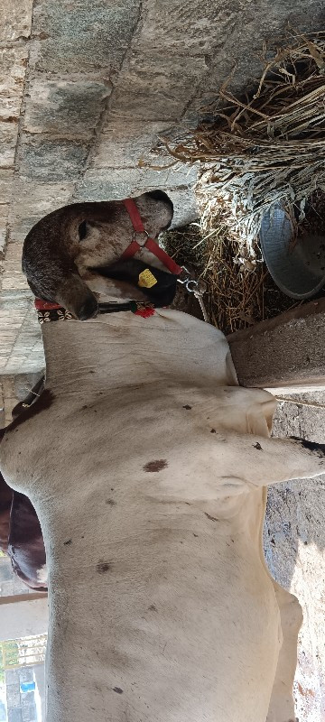 લીલડી ગાય બેસવા...