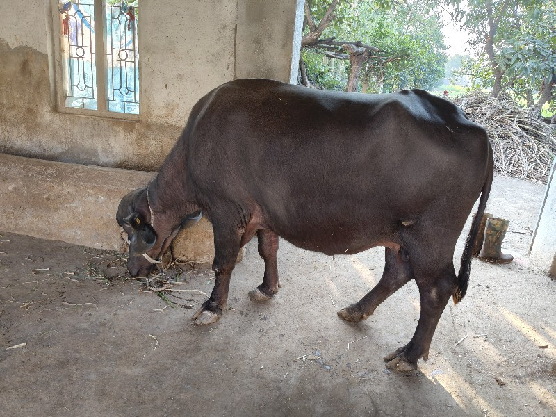 ભેંસ વેચવાની છે