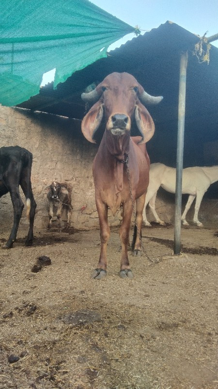 ગીર ઓડકી વેચવાન...