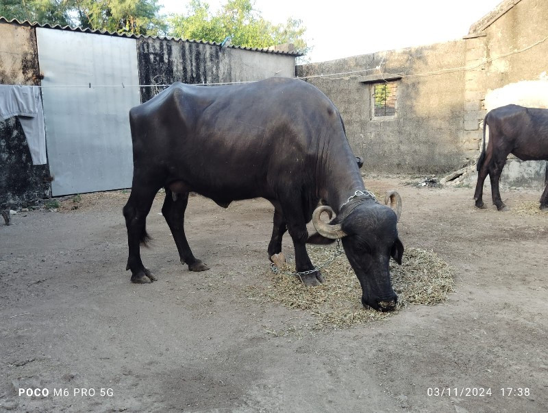 ભેસ વેચવાની છે