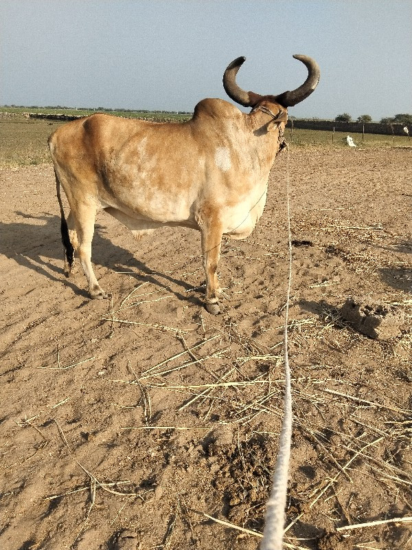 બળદ વેચવાના છે