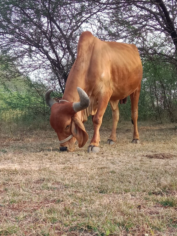 ગાય