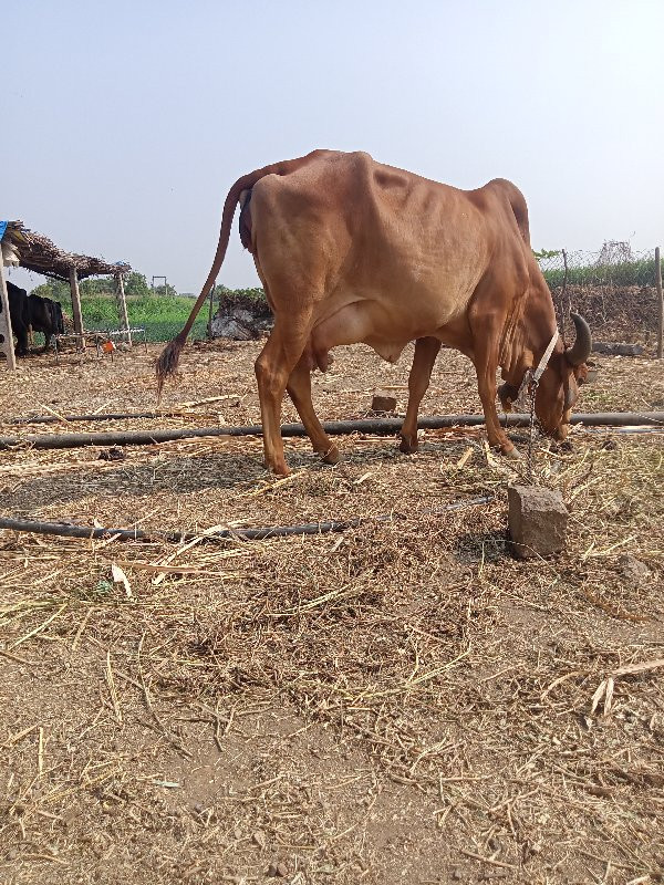 ગાય વેચવાની છે