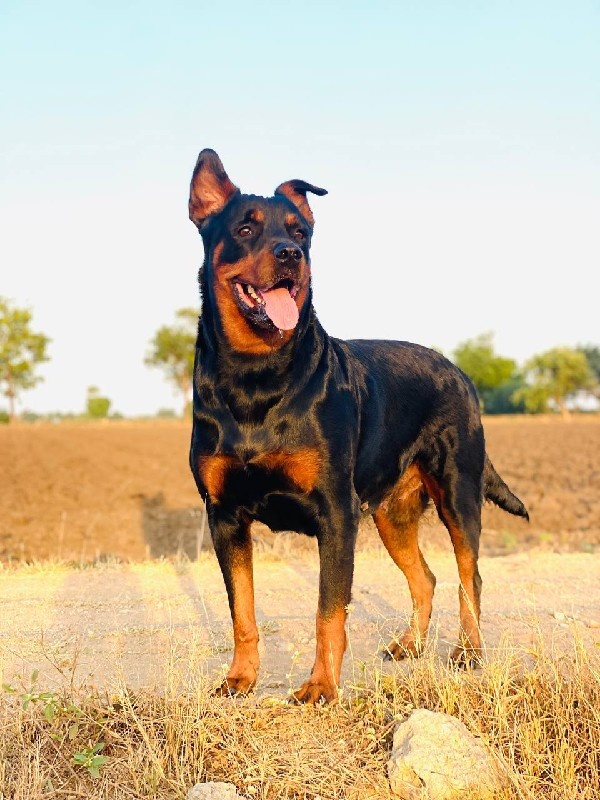 Rottweiler fema...