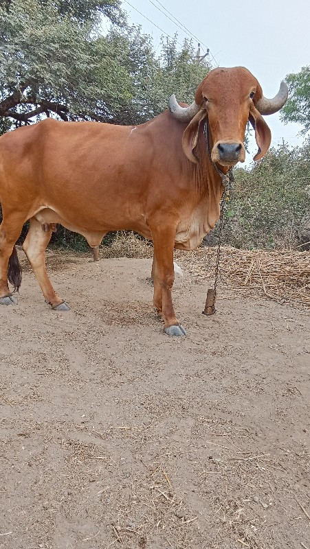 ગાય વેચવાની છે