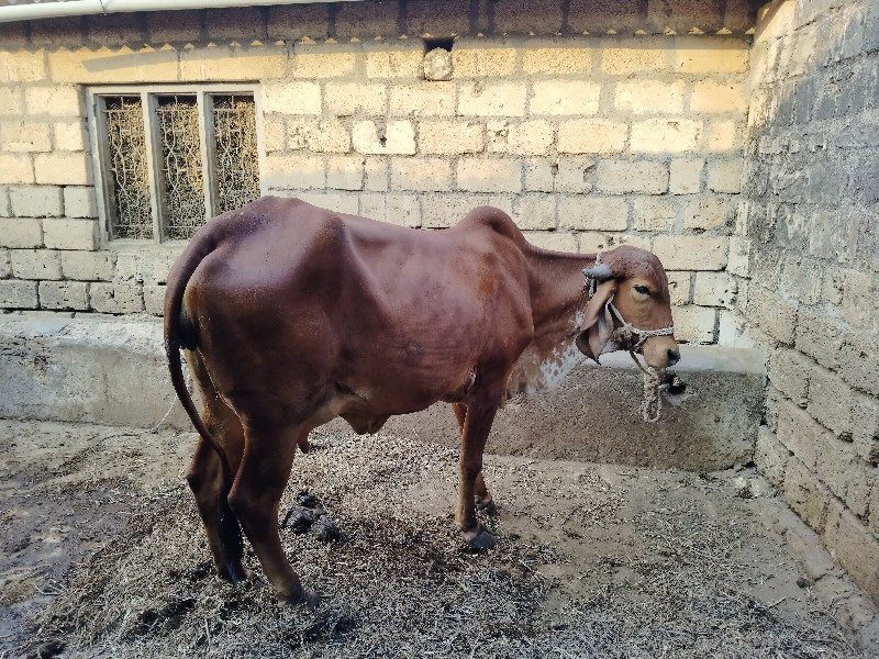 ગાય વેચવાની છે