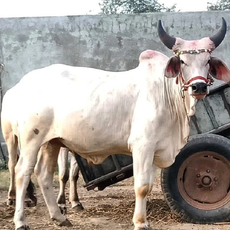 બળદ લેવાનો છે