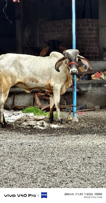 વાછઙી વેચવાની છ...