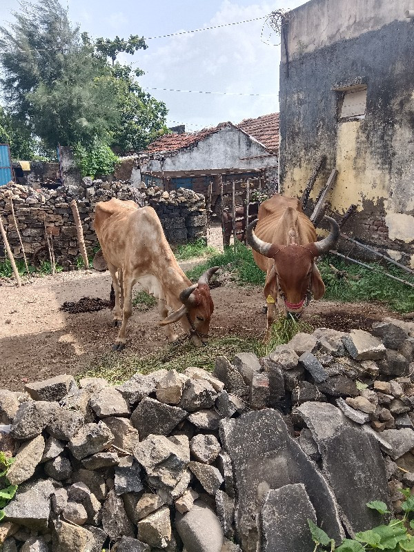 બળદ વેચવાનો છે