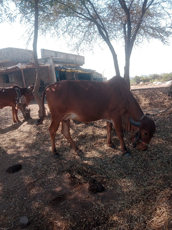 ગીર ગાય