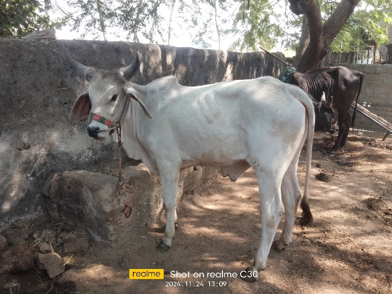 ગૉઢલા વૅસવાનાછૅ