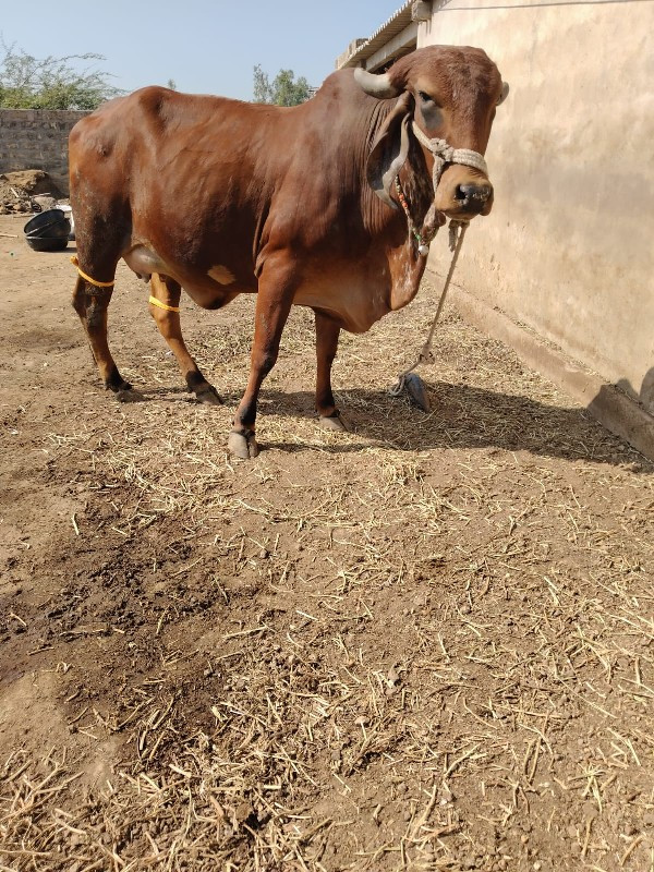 ગીર હોડકી વેચવા...