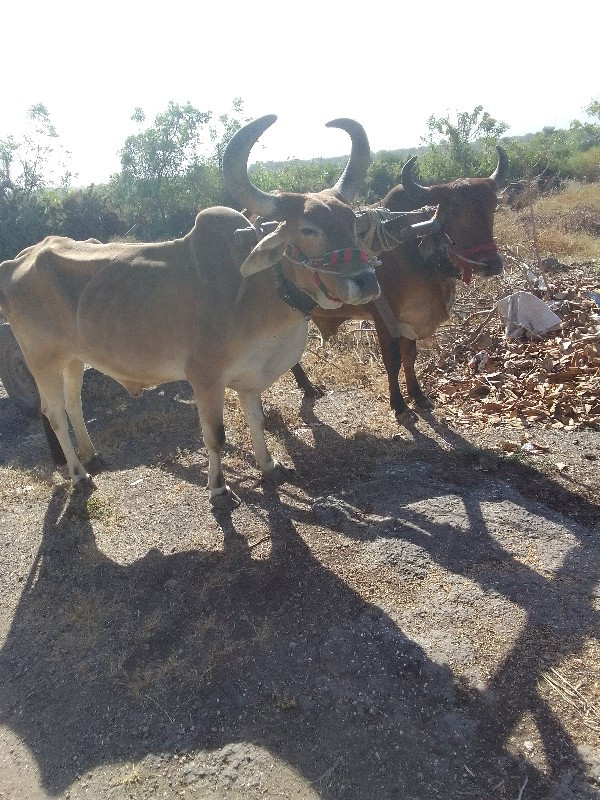 બળદ વેચવાના છે