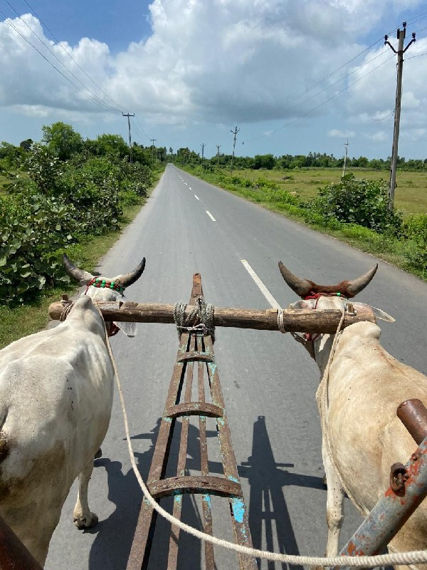 વઢિયારા વેસ્વના...