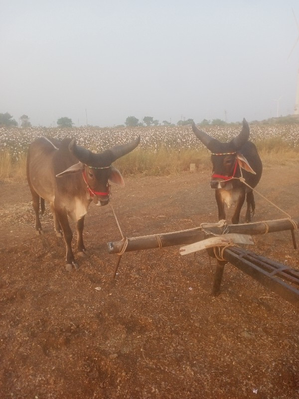 સાવ સોજા