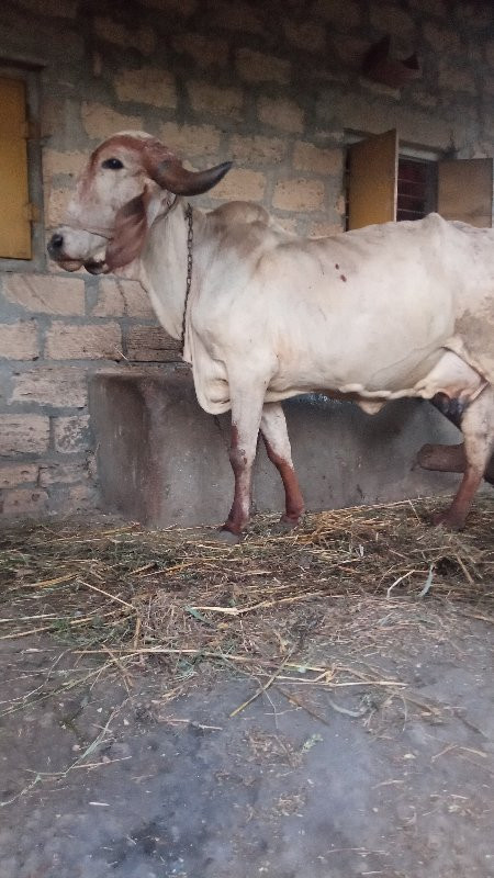 ગીર ગાય  પાળવા...