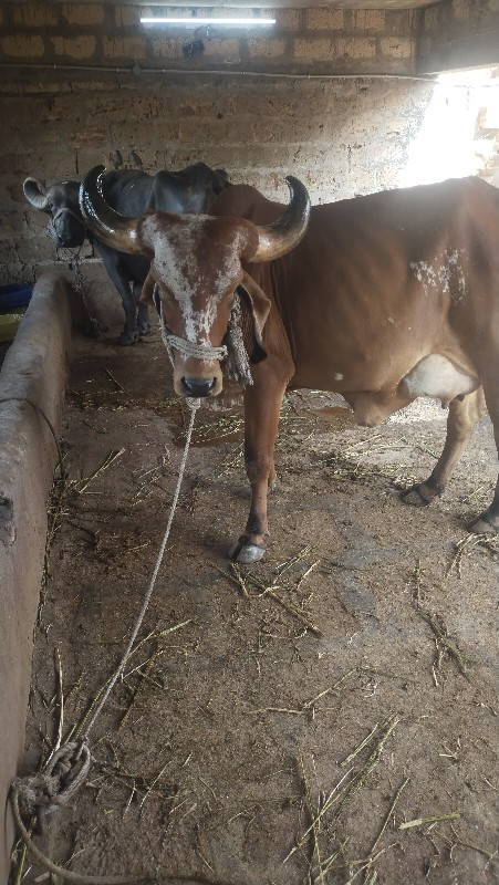 ગાય.પેલુવેતર