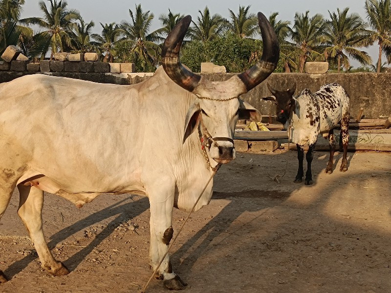 બળદ લેવા નો સે