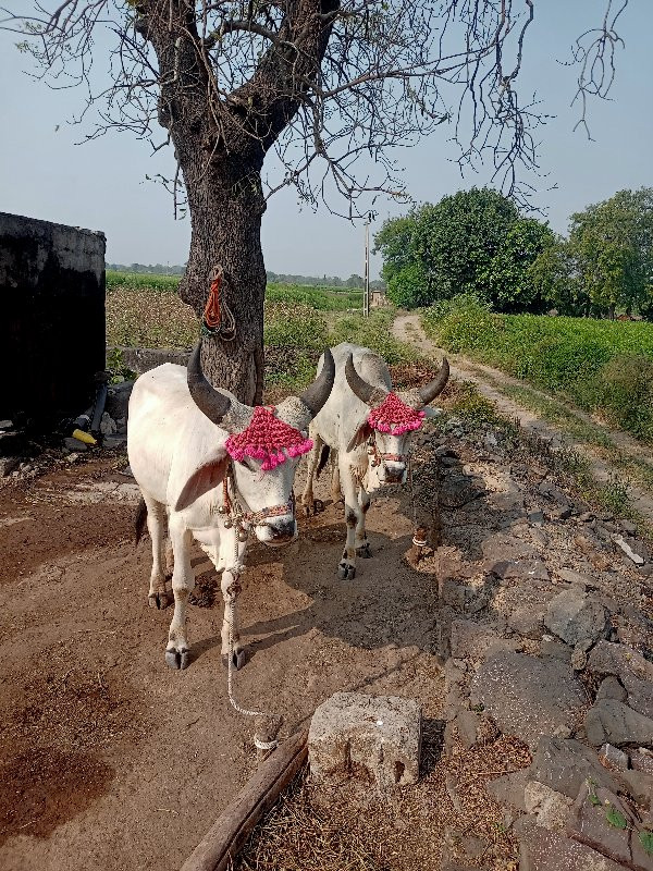 ગોઢલા વેચવા ના...