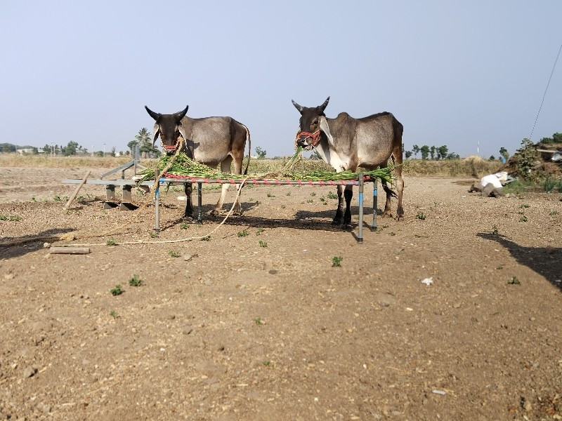 ગોધલા