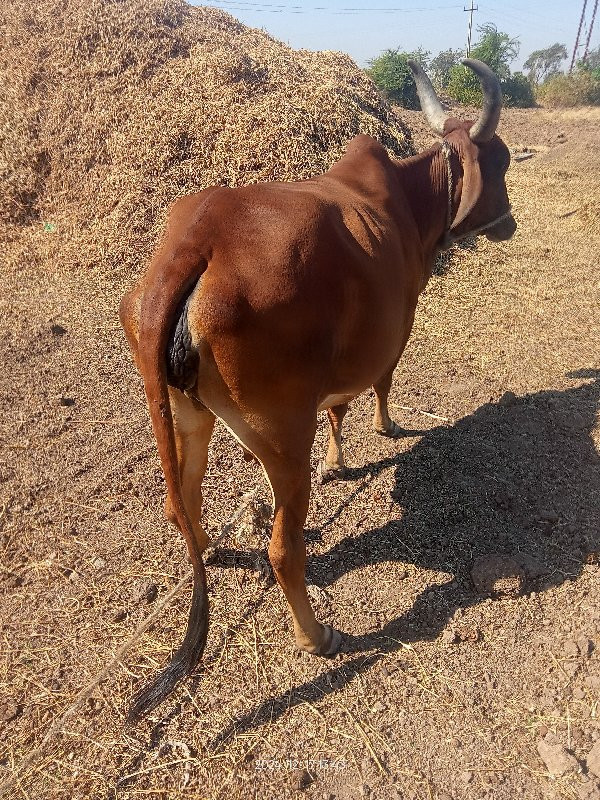 ગાય વેચવાની છે