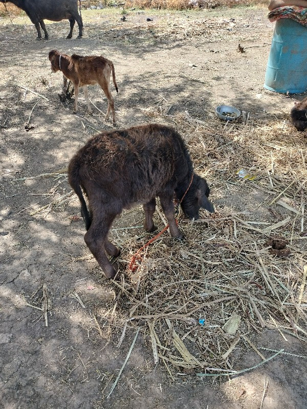 ભેંસ વેચવાની છે