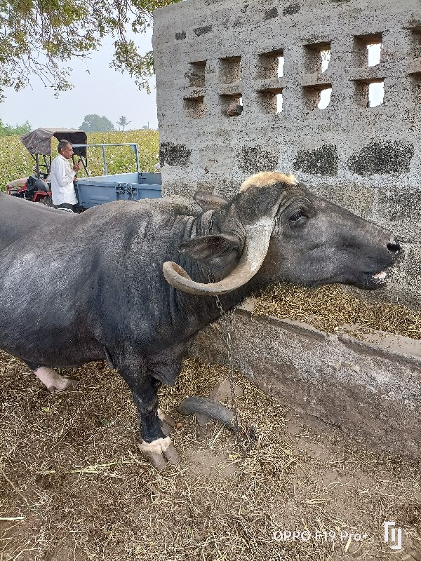 ભેંસ વેચવાની છે