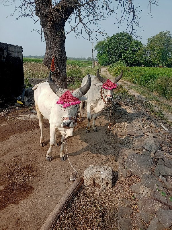 ગોઢલા વેચવા ના...