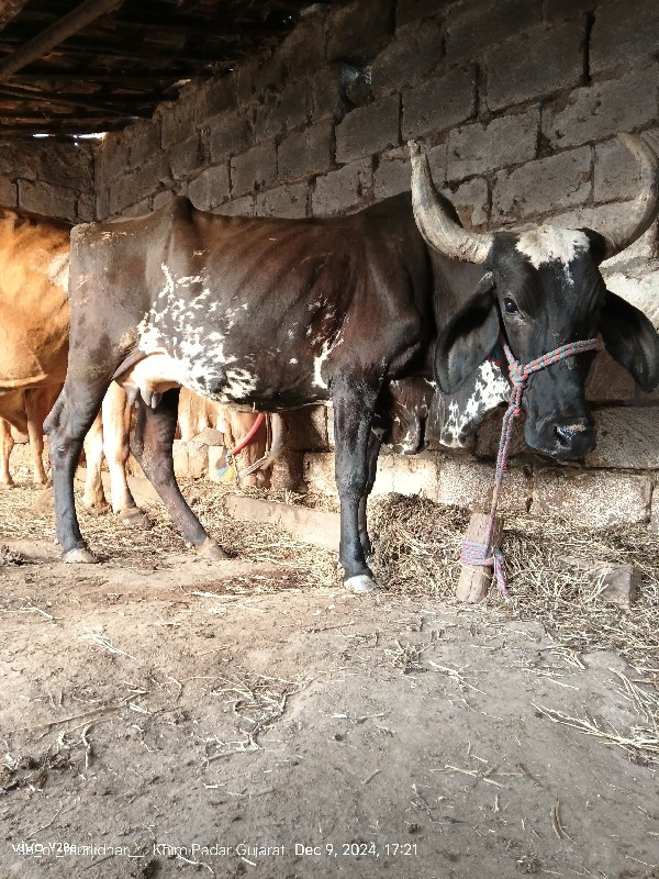 ક્રોસ ની ગાય વે...