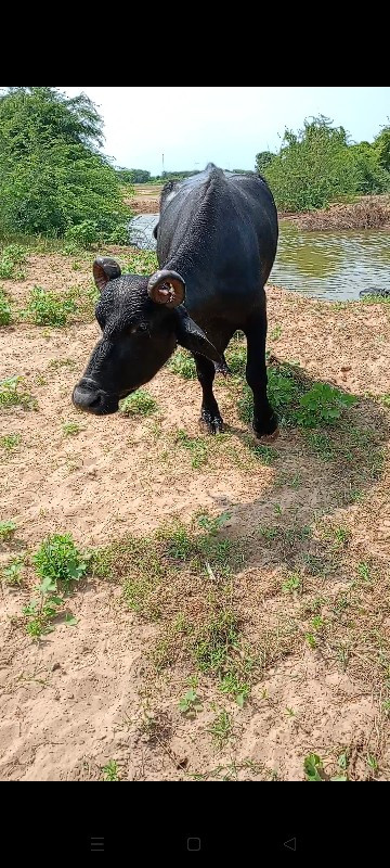 બે ભેંસુ વેચવાન...