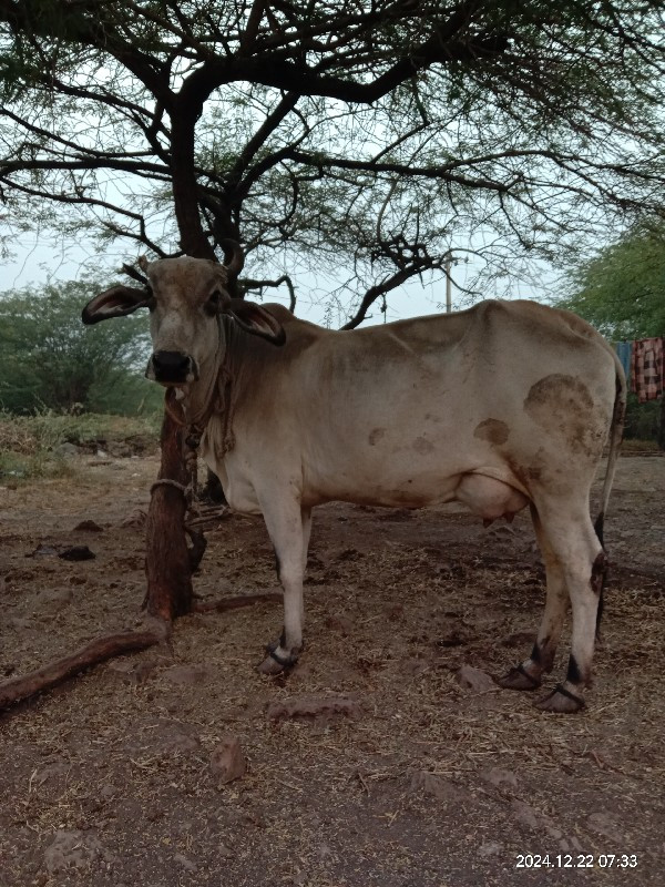 ગાય વેસવાની છે