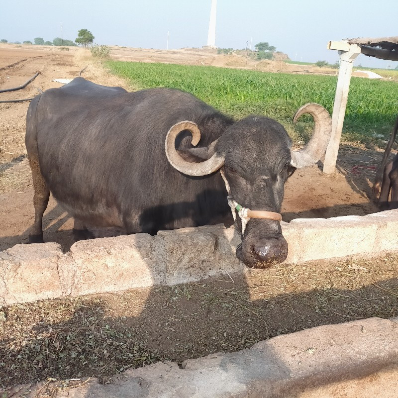 ભેસુવેસવાનીસે