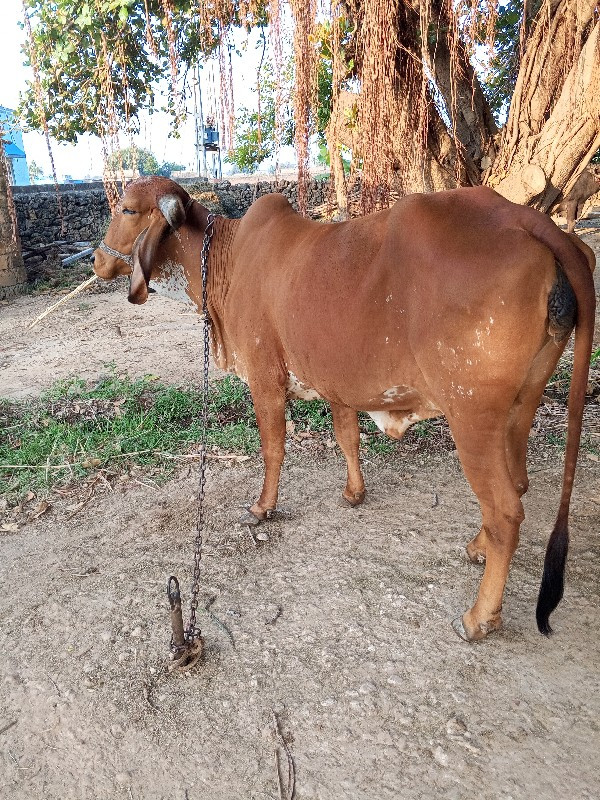 ગાય વેચવાની છે