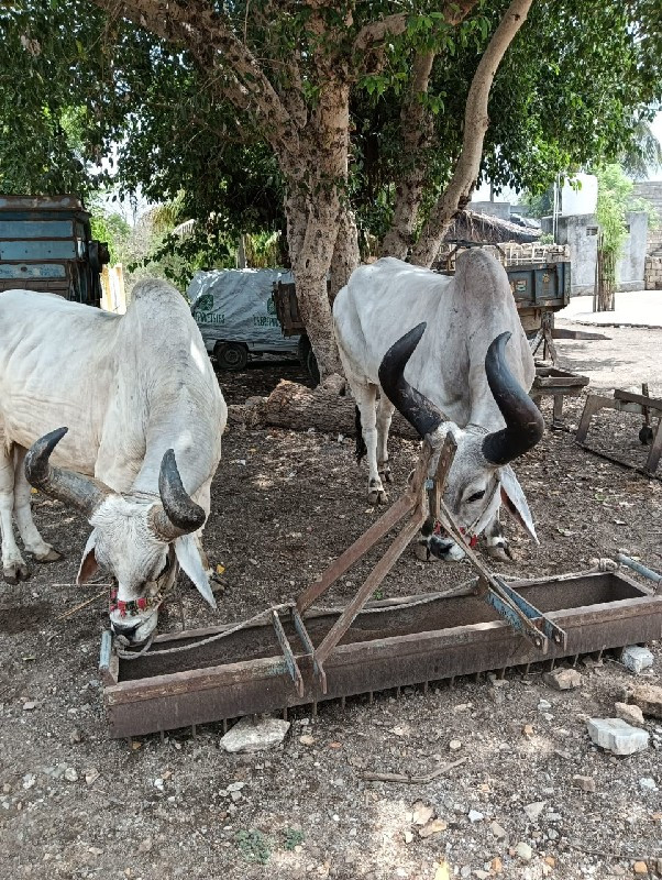 બળદ વેચવાના છે