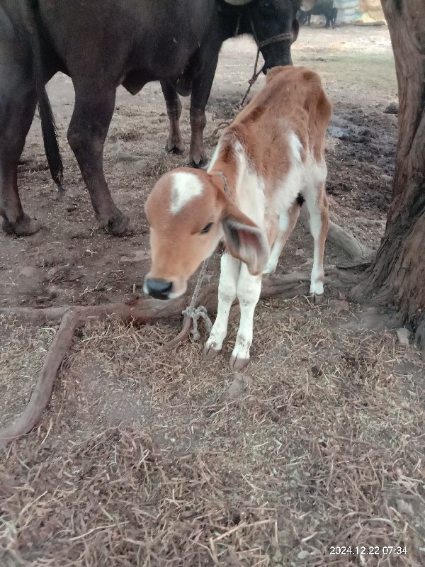 ગાય વેસવાની છે